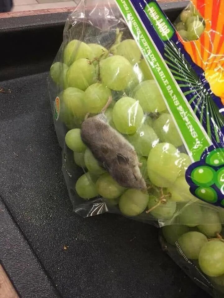 Мыши виноград. Кыш мышь виноград. Мышь в винограде. Мягкая игрушка виноград. Виноград юмор.