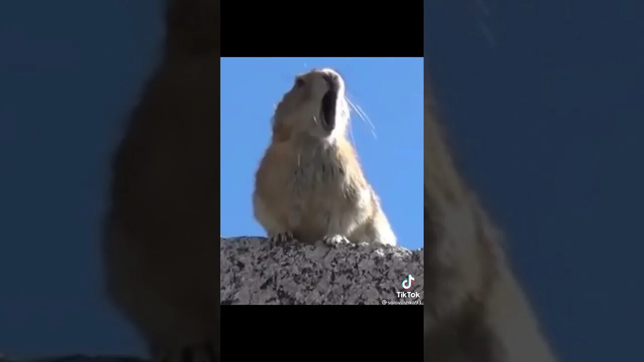Хомяк санек. Саня санеееек. суслик саня санек. саня санёк хомяк. marmot scream.