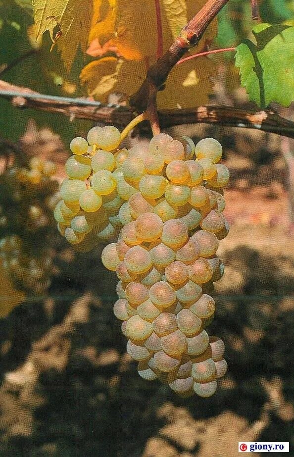 Виноград алиготе описание сорта. Алиготе массандра белое сухое. Сорт винограда алиготе. Алиготе фото. Алиготе виноград.