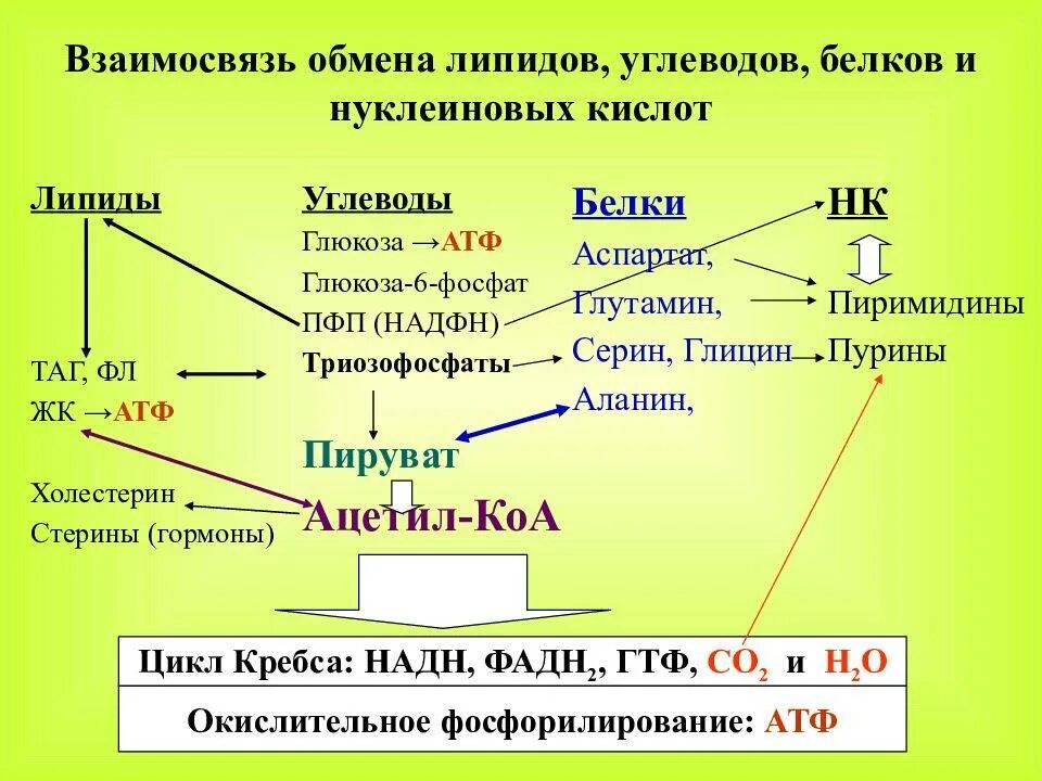 При расщеплении нуклеиновых кислот образуется