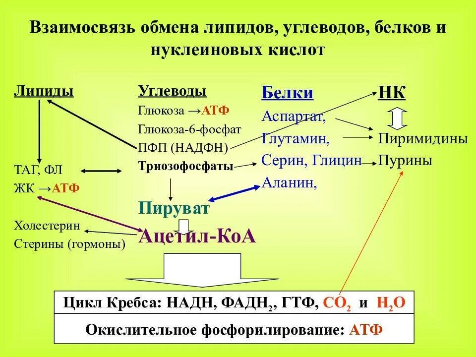 Синтез белка из углеводов. Общая схема взаимосвязи обмена углеводов, белков, липидов. Взаимосвязь обмена углеводов, липидов, аминокислот (схема).. Взаимосвязь белкового углеводного и жирового обмена. Взаимосвязь обмена углеводов, липидов и белков..