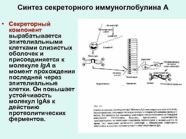 Синтез секреторного иммуноглобулина а. Этапы синтеза иммуноглобулина а. Секреторный иммуноглобулин а иммунология. Секреторный компонент иммуноглобулина а. Иммуноглобулины синтезируются