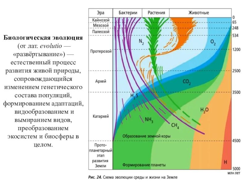 Начальные этапы развития жизни 9. Биологическая Эволюция. Биологическая Эволюция схема. Эволюционное развитие это в биологии. Схема этапы биологической эволюции.