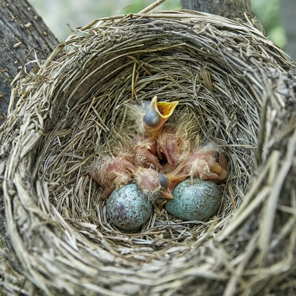 Яйца скворцов фото. Гнездо зяблика. Дрозды яйца птенцы. Птенцы дрозда в гнезде. Птенец зяблика.