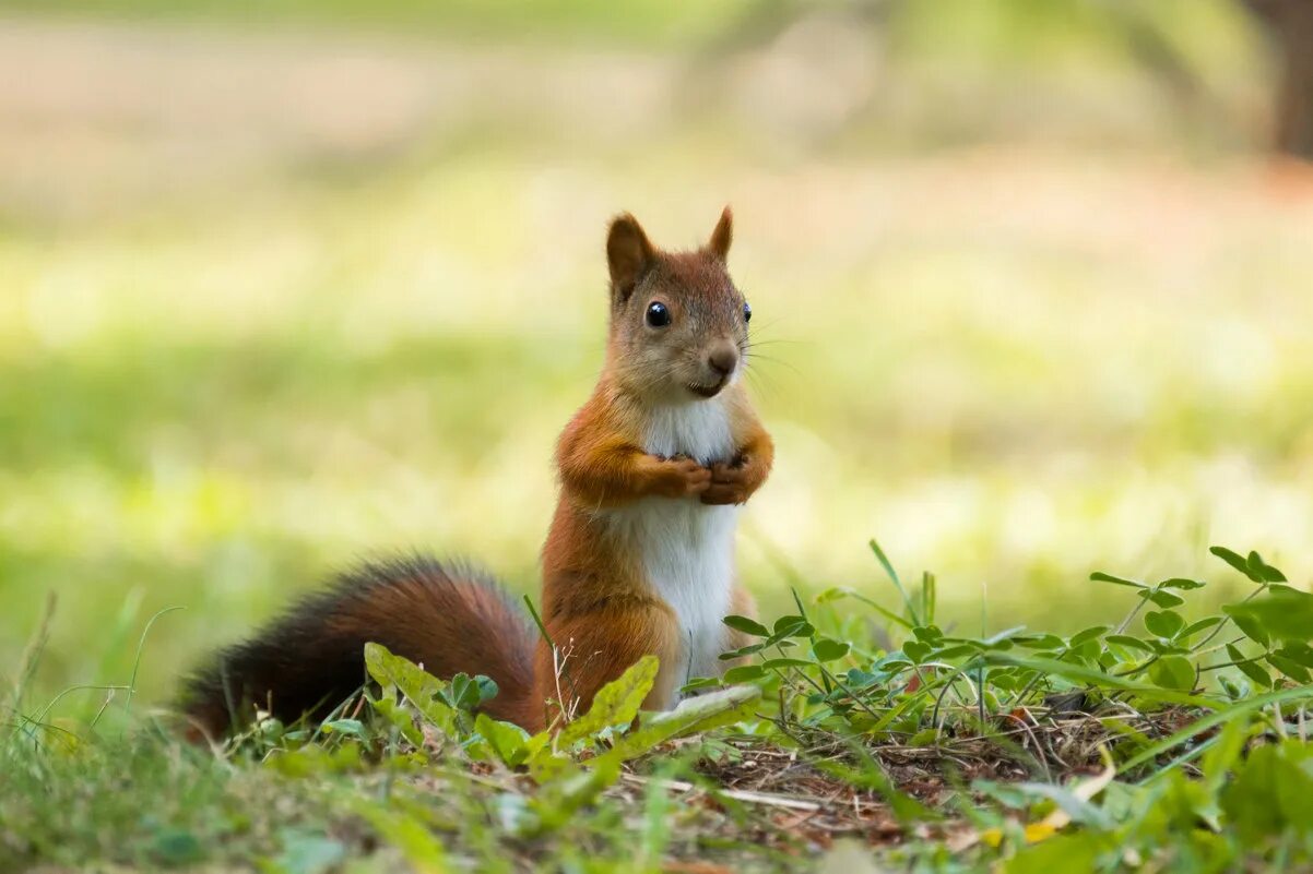 Застенчивая белка картинка. Белка лесная обыкновенная. Белка обыкновенная дальнего востока. Застенчивый бельчонок. Красивые фото диких грызунов.