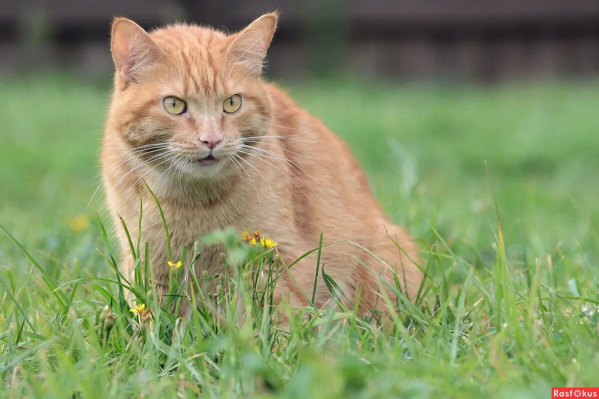 у даши живет кот рыжик. выдели орфограмму жи ши у даши душистые ландыши. у даши живет кот рыжик. у наташи и гриши живут ежи и чижи. у даши живет кот рыжик.