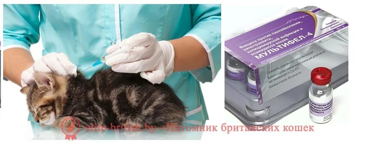 Первая прививка котенку возраст. Вакцинация котят. Прививка котенку. Прививки для кошек. Вакцина для котят.