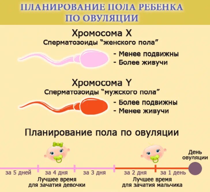 Овуляция зачатие признаки. Пол ребенка по эовуляции. Зачатия пола ребенка по овуляции. Зачатие мальчика по овуляции. Зачатие по полу ребенка по овуляции.