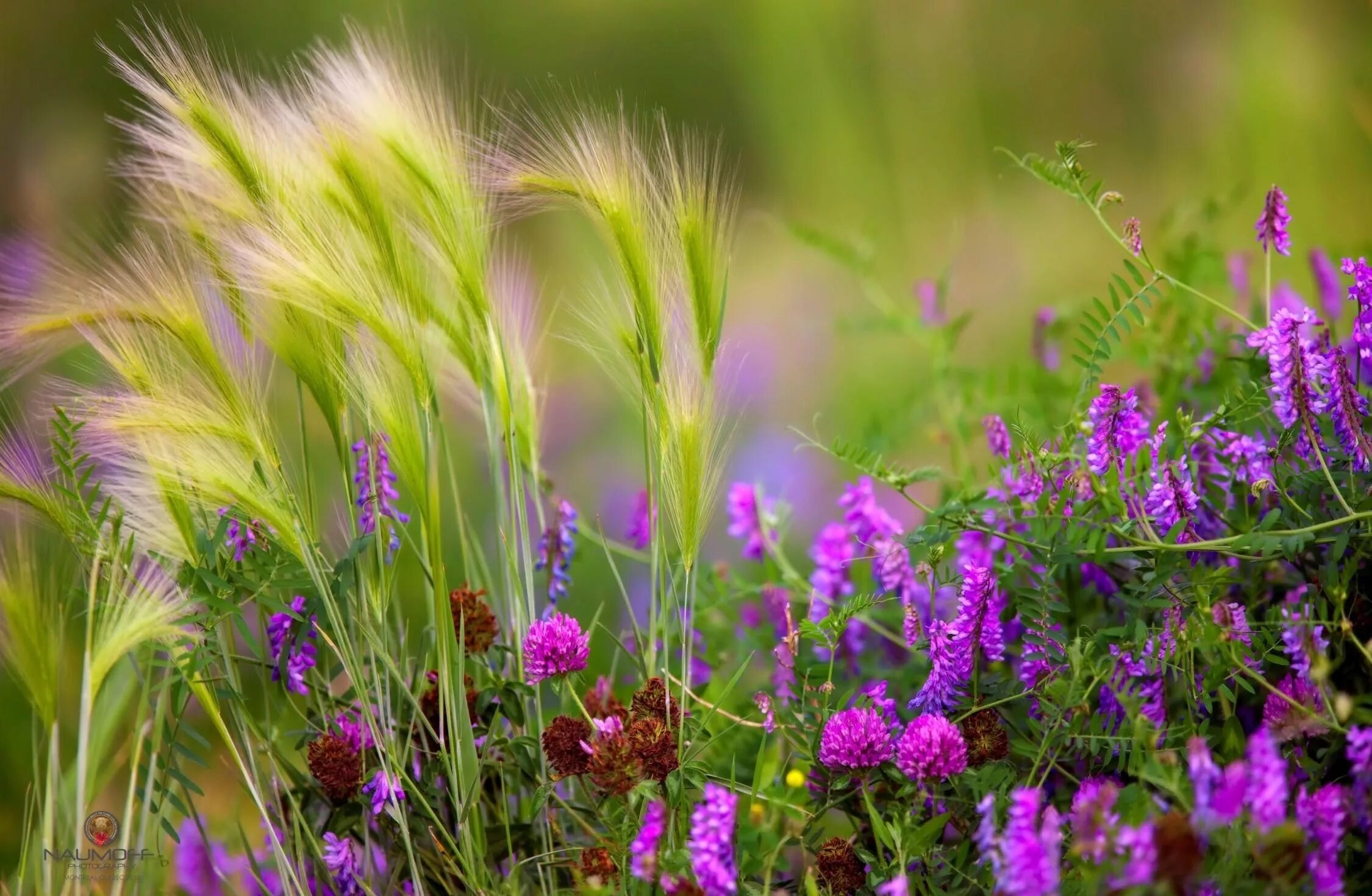 Травянистые растения летом. Луговое разнотравье Клевер. Луговой цветок Ходырев. Луг цветы. Луговая растительность.
