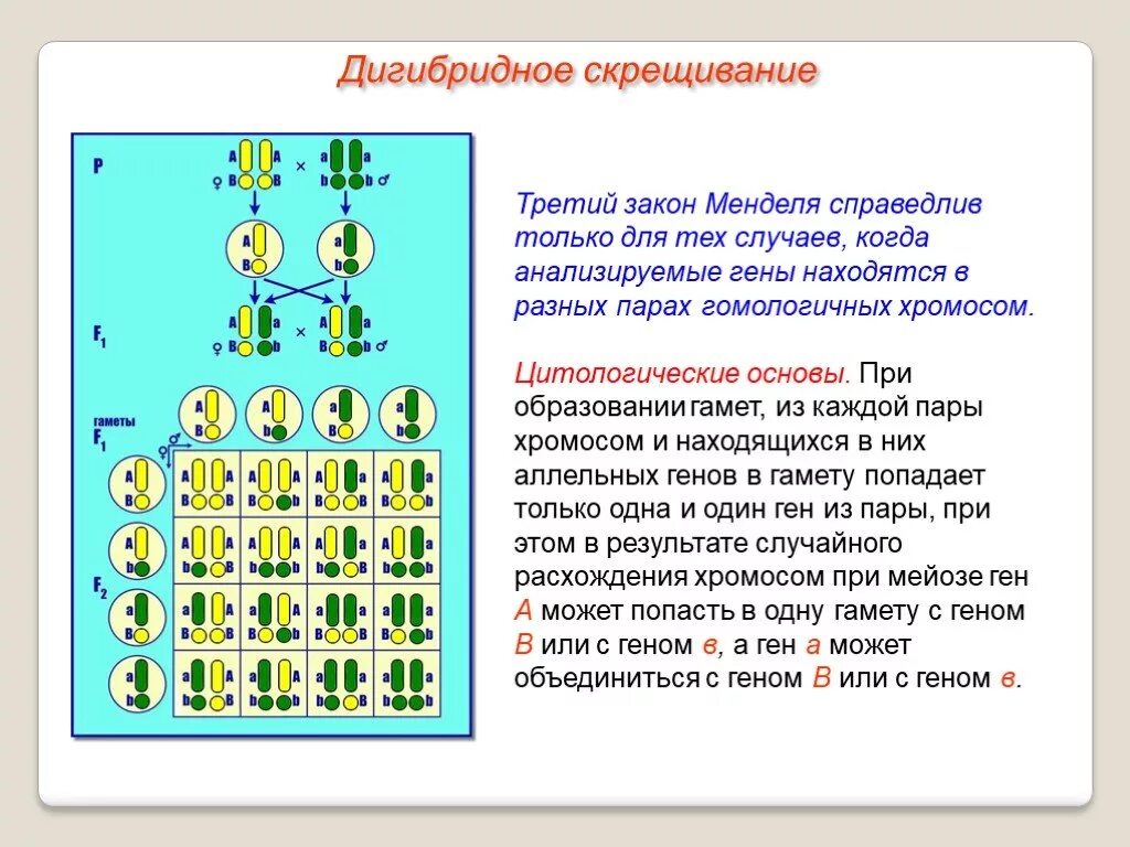 Законы дигибридного скрещивания презентация. Дигибридное скрещивание цитологические основы. 3 Закон Менделя закон независимого комбинирования. Дигибридное скрещивание и его цитологическая основа. Цитологические основы дигибридного скрещивания схема.