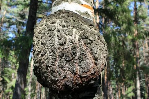 Нарост на березе 4