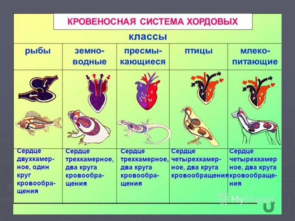 Таблица рептилии и млекопитающие. Схемы кровеносносной системы позвоночных. Эволюция кровеносной системы позвоночных таблица. Строение кровеносной системы позвоночных животных 6 класс. Эволюция кровеносной системы позвоночных животных.