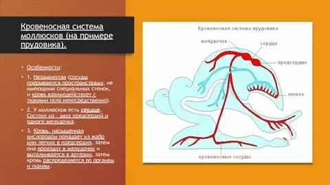 Кровеносная система замкнутого типа моллюски