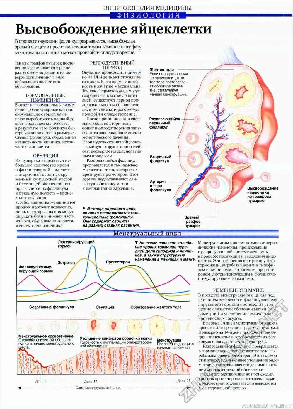 Могут ли болеть яичники при овуляции. Процесс овуляции. Процесс овуляции схема. Цикл яйцеклетки по дням цикла. Процесс овуляции по дням.