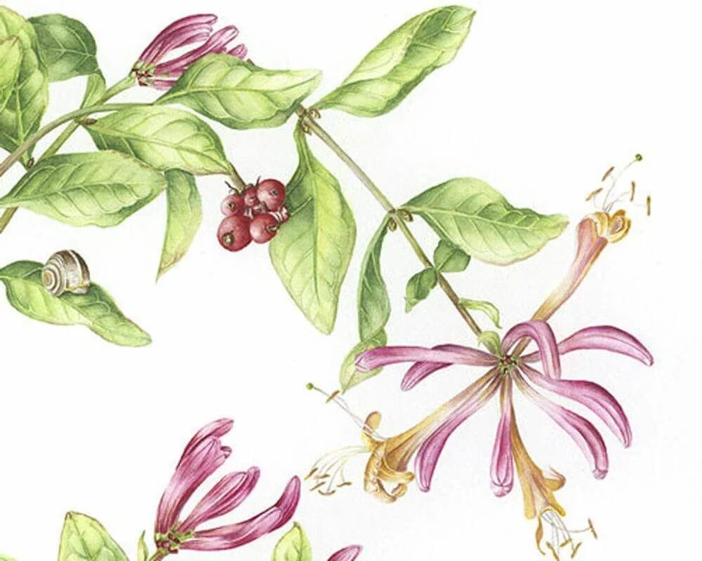 Moist diane extra volume & scalp treatment. Diane botanical. Michael sherrill керамист. Японский шампунь. Diane botanical.