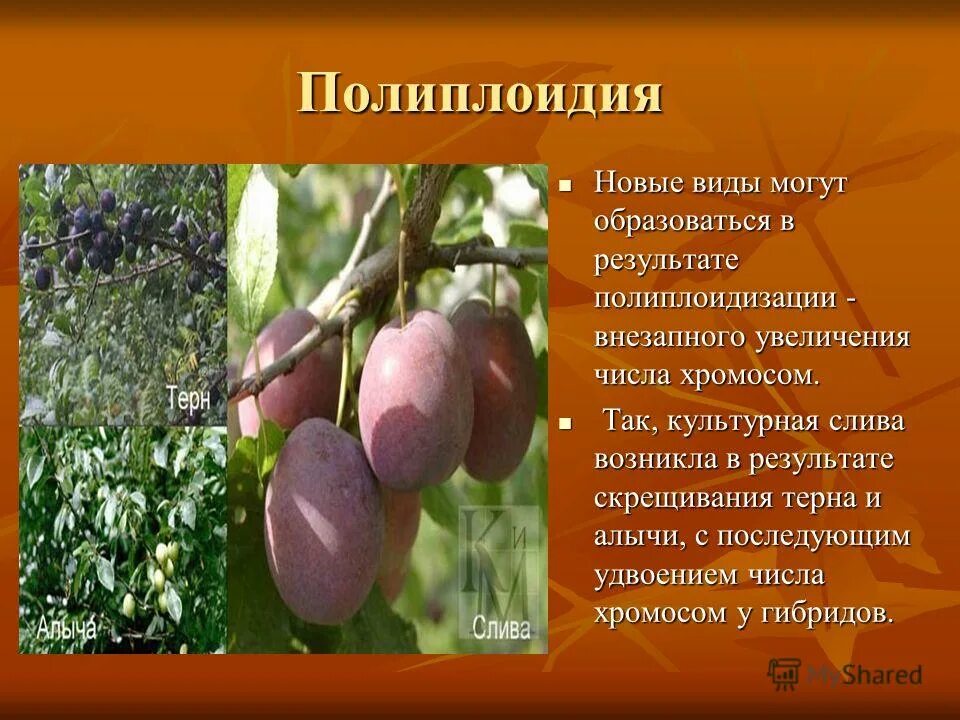 Полиплоидные растения. Полиплоидные кл это. Причины полиплоидии. Кратное увеличение числа хромосом является результатом. Геномные мутации аллопоидия.