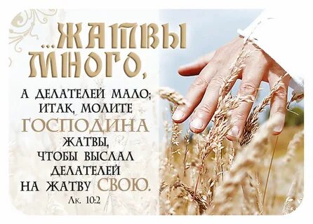 Жатвы много