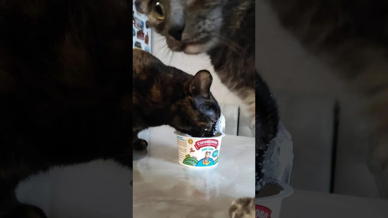 Украден котенок
