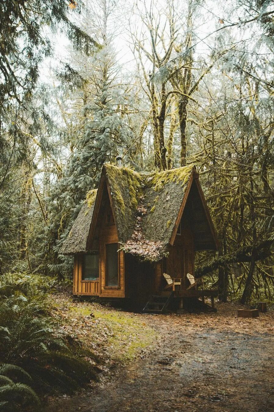 "лесная хижина подмосковье". Forest house хижина в лесу. Хижина гномов, британская колумбия. Хижина гномов, британская колумбия. Тини хаус в лесу.