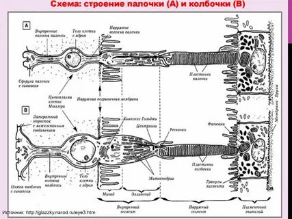 Строение палочек