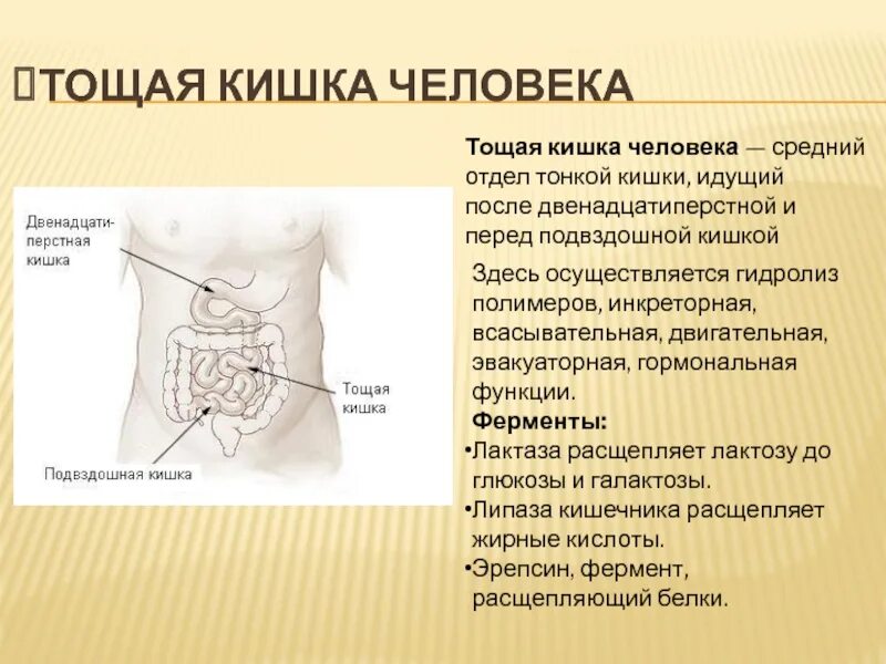 Характеристика тонкой кишки. Терминальный отдел подвздошной кишки. Функции подвздошной кишки у человека.