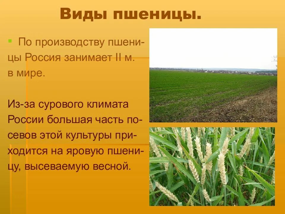 Пшеница описание. Сообщение о пшенице. Краткое сообщение о пшенице. Чем является пшеница. Пшеница культурное растение.