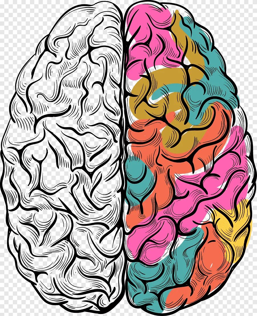 Картинка полушарие мозга. Мозг рисунок. Разноцветный мозг.