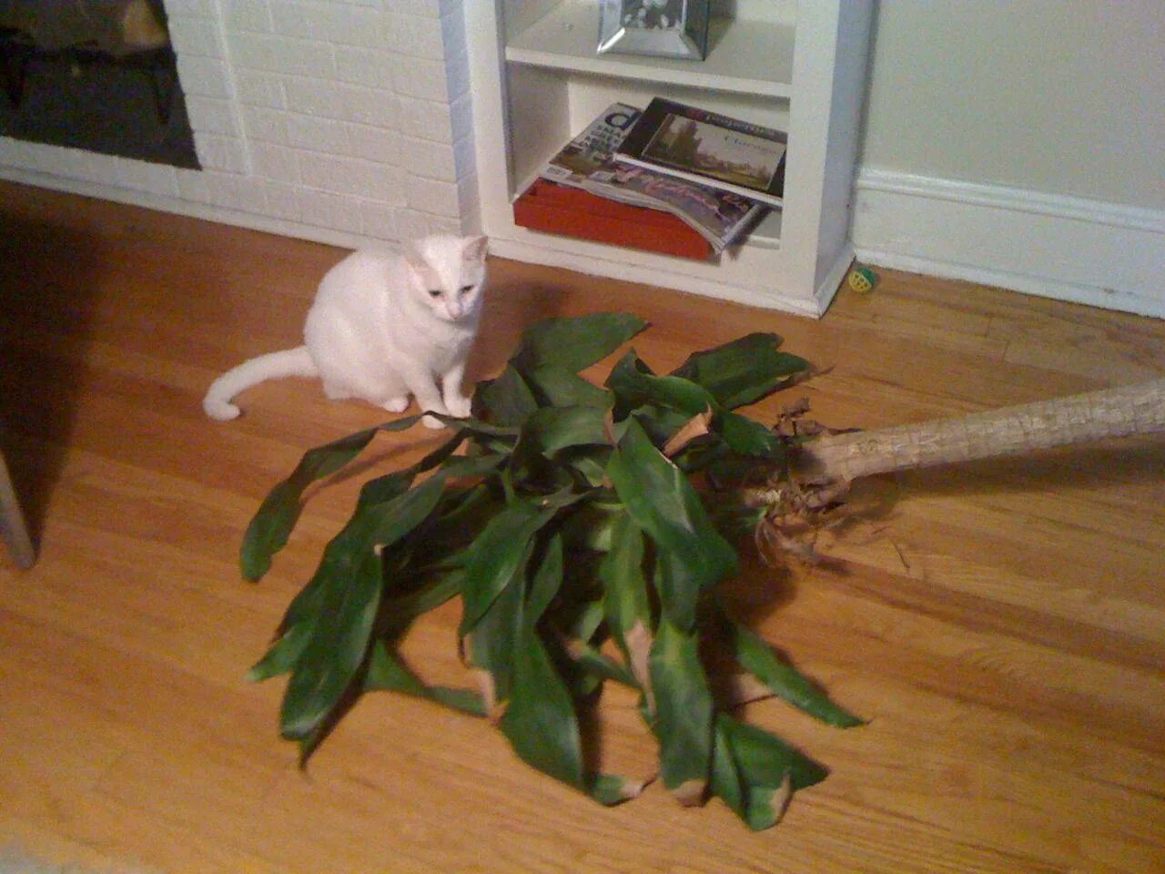 кошачий цветок. весенние кошки. красивые кошки. кот и цветы. кот в цветочном горшке.