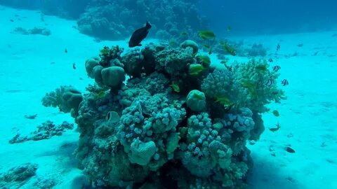Черное балтийское красное море