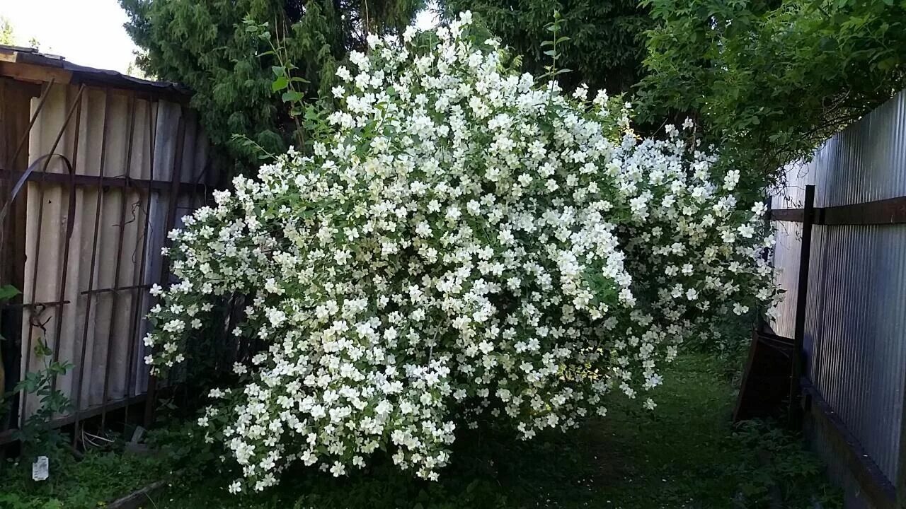 Цветет очень долго