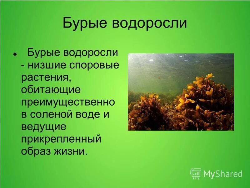 Признаки низших водорослей