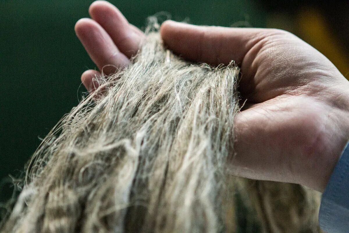 Ваша шерсть. Льняное волокно. Волокно из льна. Чесание льна. Волокна волос.