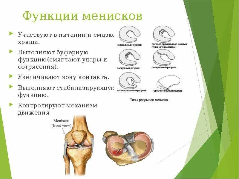 Лечение мениска коленного сустава. Коленный сустав строение мениск. Функции менисков коленного сустава. Строение медиального мениска. Медиальный мениск функции.