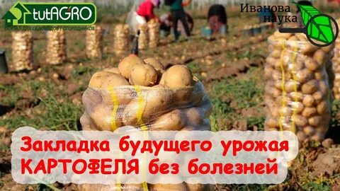 Картошка картошечка урожай богатый
