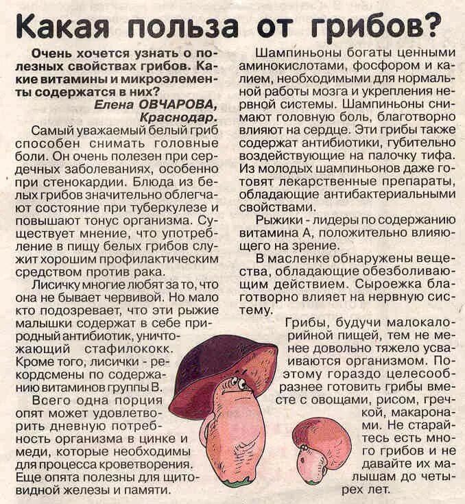 Употребление грибов в пищу. Польза грибов. Польза от грибов. Полезные грибы для человека. Грибы польза для организма.