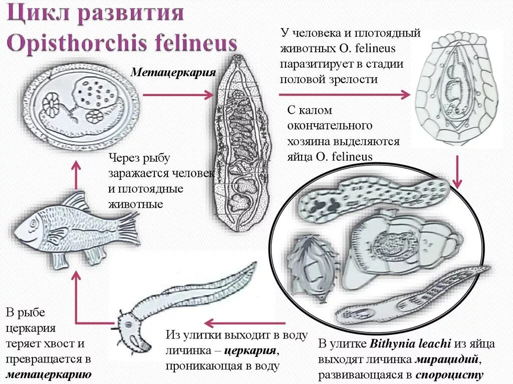 Жизненный цикл Сибирского сосальщика Opisthorchis felineus. Описторхис фелинеус жизненный цикл. Opisthorchis felineus жизненный цикл. Жизненный цикл кошачьей двуустки Opisthorchis felineus.. Установите последовательность этапов полового