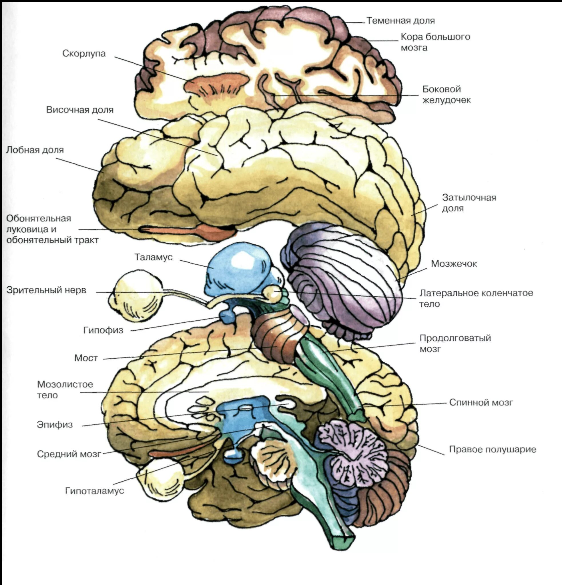 Латинское название мозга. Структура головного мозга нейропсихология. Анатомия головного мозга человека. Строение мозга атлас. Головной мозг анатомия лекция.