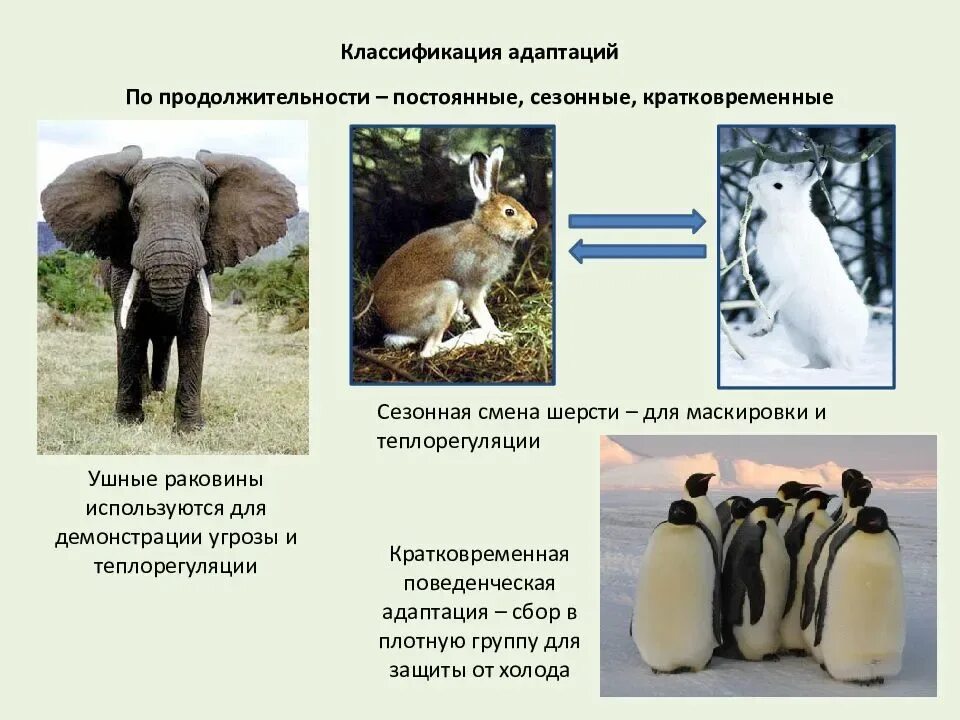 Примеры приспособленности живых организмов к среде обитания. Примеры адаптации животных. Физиологические приспособления животных. Морфологические адаптации. Морфологические адаптации животных и растений.