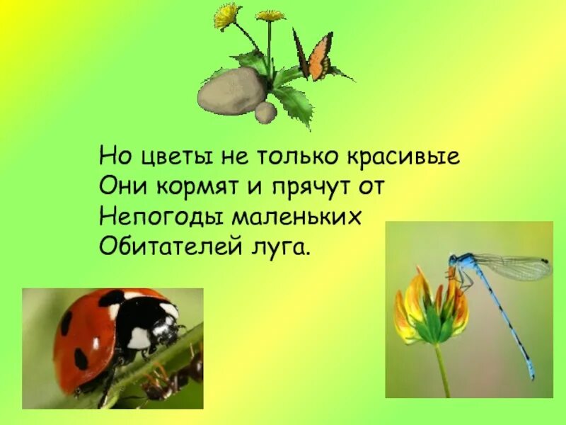 Загадка про луг. Загадки про луг и его обитателей. презентация на лугу лужочке выросли цветочки. загадки о луге. загадки про обитателей луга с ответами.