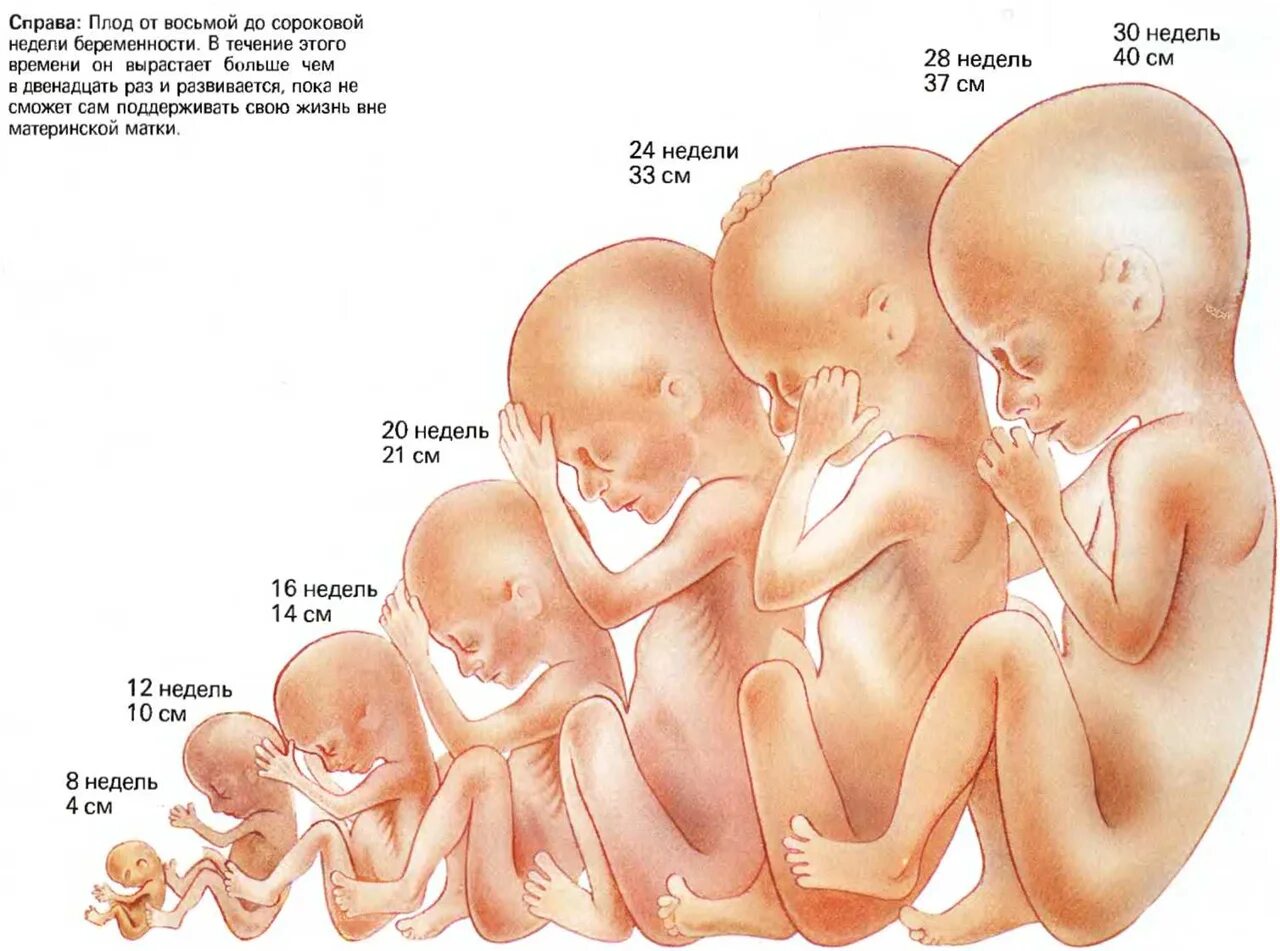 Течение беременности у человека месяцы. Развитие ребёнка при беременности по неделям. Фото плода по неделям беременности по неделям. Плод ребенка. Формирование ребенка по неделям.