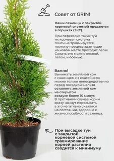 Туя смарагд расстояние при посадке