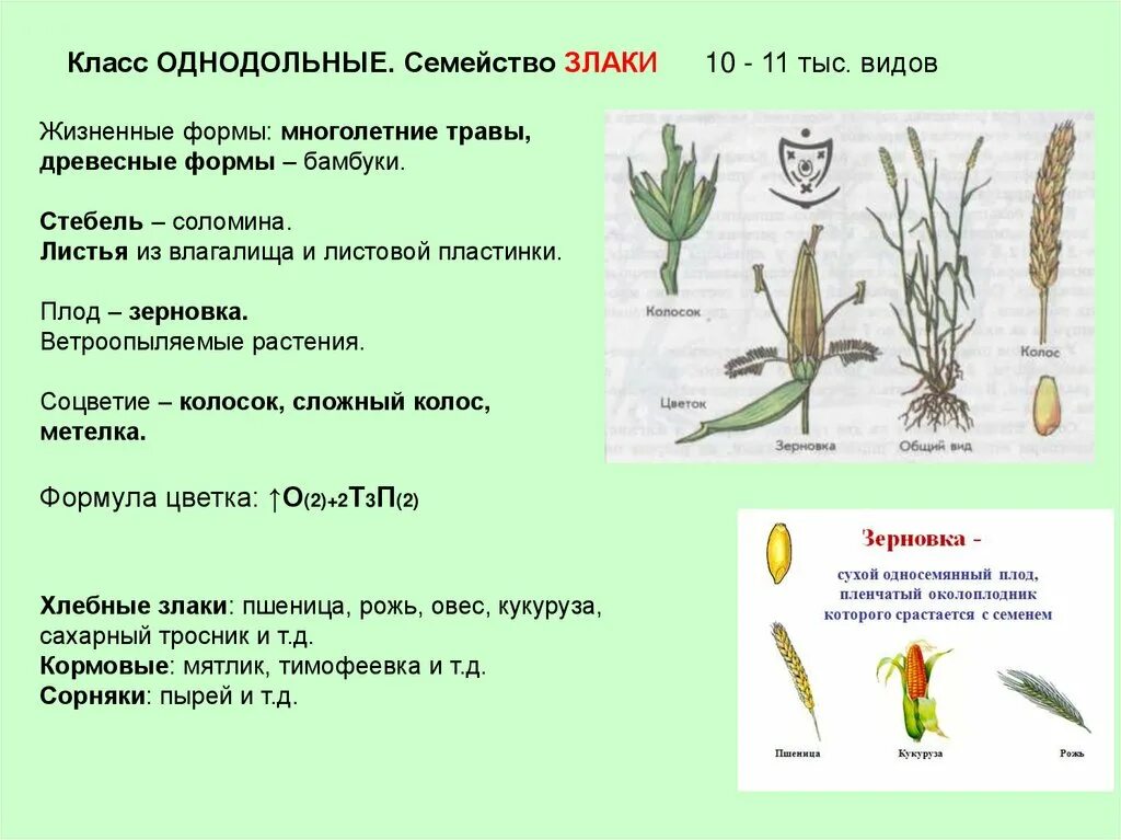 Класс Однодольные семейство злаковые. Класс Однодольные семейство Мятликовые. Признаки семейства Однодольные злаковые. Семейства класса Однодольные формула. Алоэ однодольное или двудольное