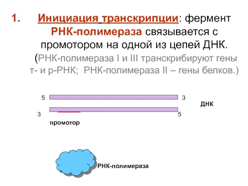 Инициация транскрипции. Ферменты транскрипции. Транскрипция фермент РНК полимераза. Транскрипция ДНК ферменты.