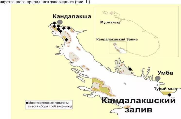 Заповедники кандалакшский залив. Заповедники кандалакшский залив. Заповедники кандалакшский залив. Кандалакшский заповедник турий мыс. Гага обыкновенная кандалакшский заповедник.