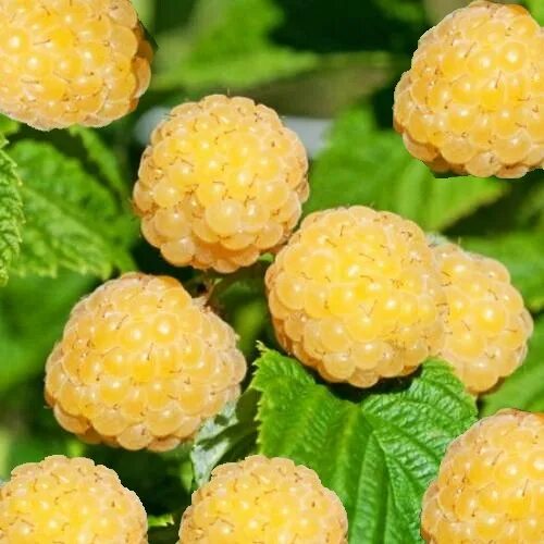 Голден квин. Голден квин малина. малина сорт golden queen. малина желтая malina żółta golden queen. слива желтая медовая.