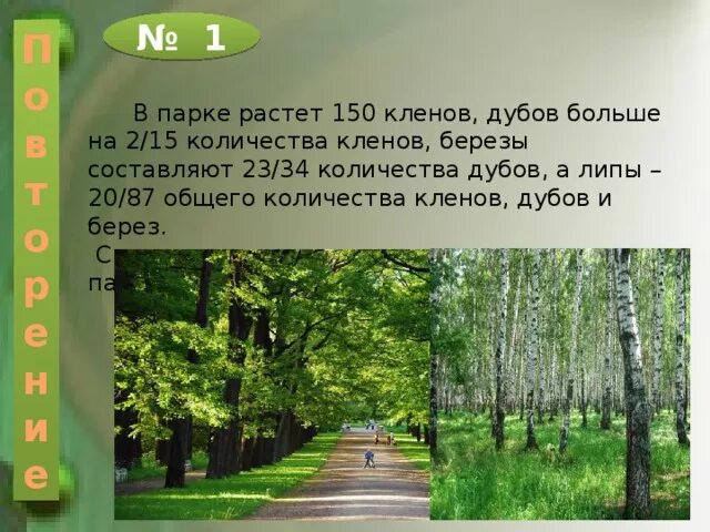 В парке 40 берез количество. В парке росли клен. В парке растет 150 Кленов Дубов больше. В парке растет 20 Дубов. Что растет в парке.