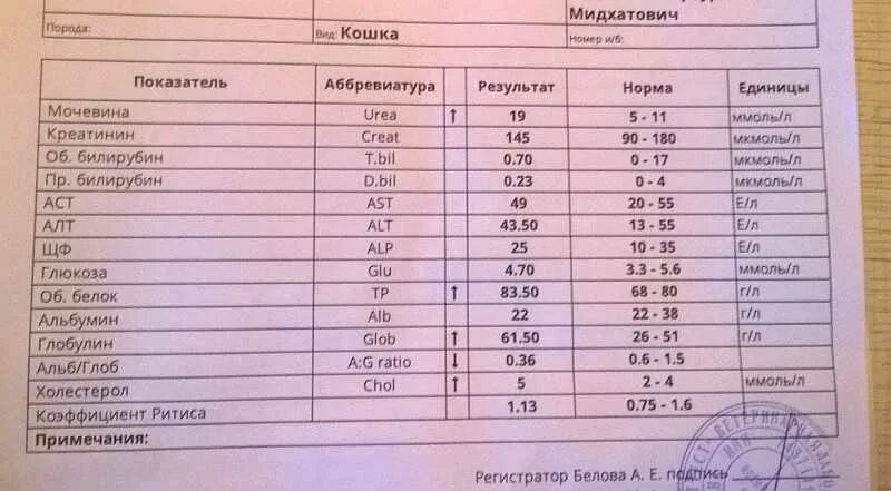Креатинин у собак. Показатели биохимического анализа крови у собак. биохимический анализ крови у собак расшифровка. биохимическое исследование крови собак норма. биохимические показатели крови у собак и кошек в норме.