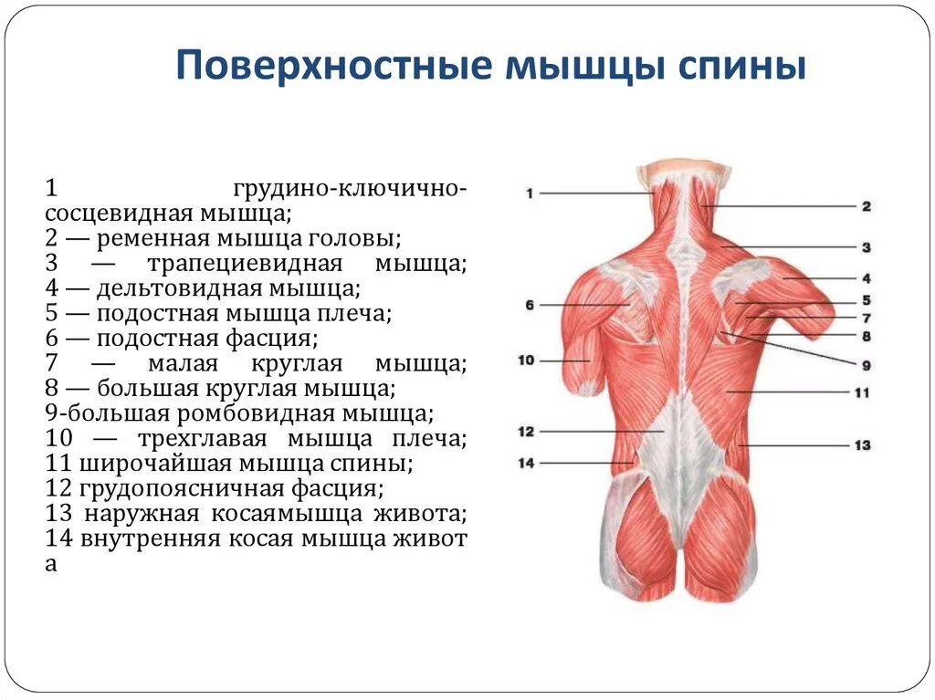 Часть ба. Схема мышц спины человека анатомия.