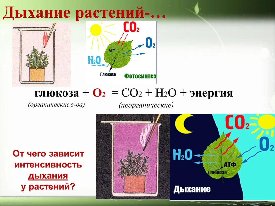 Видеоурок дыхание растений биология 6. Дыхание растений 6 класс биология. Формула дыхания растений 6 класс. Дыхание растений 6 класс биология проект. Дыхание растений 6.