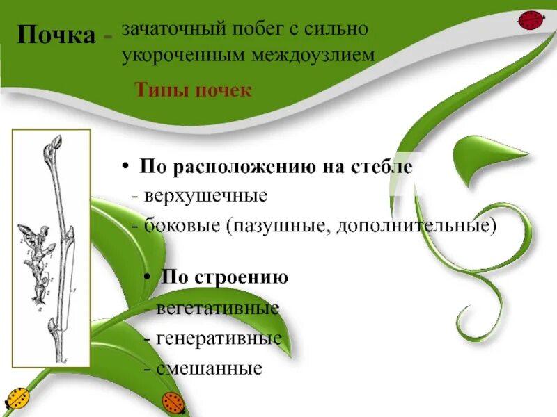 Побег презентация 6 класс. Побег презентация 6 класс